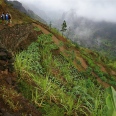The Mango Trees