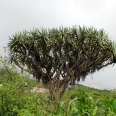 The Generous São Nicolau - The Generous