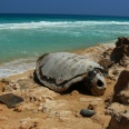 The Fascinating Boa Vista